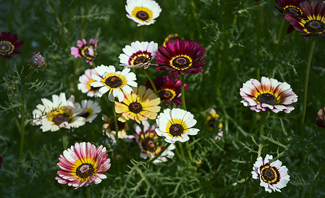 Chrysanthemum carinatum 'Confetti'